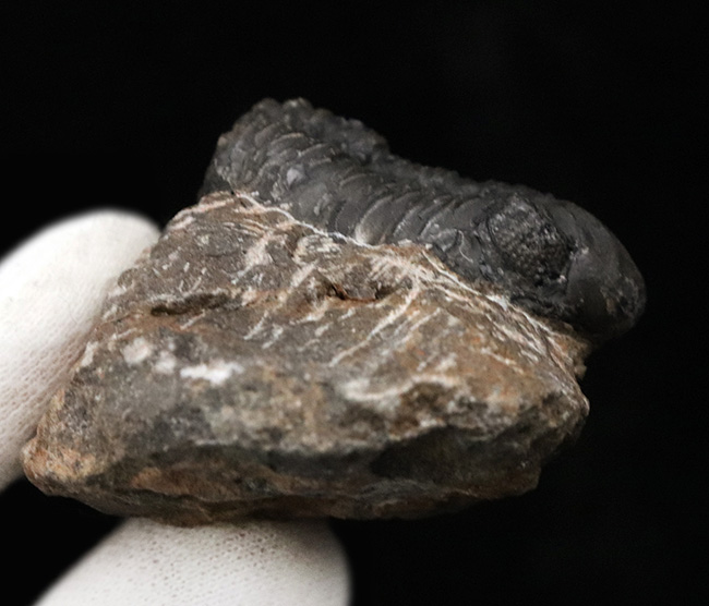 モロッコ・アルニフのデボン紀地層から発見された三葉虫、ファコプス(Phacops)の化石(その7)