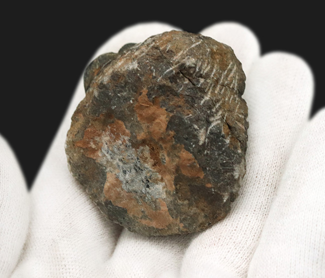 モロッコ・アルニフのデボン紀地層から発見された三葉虫、ファコプス(Phacops)の化石(その8)