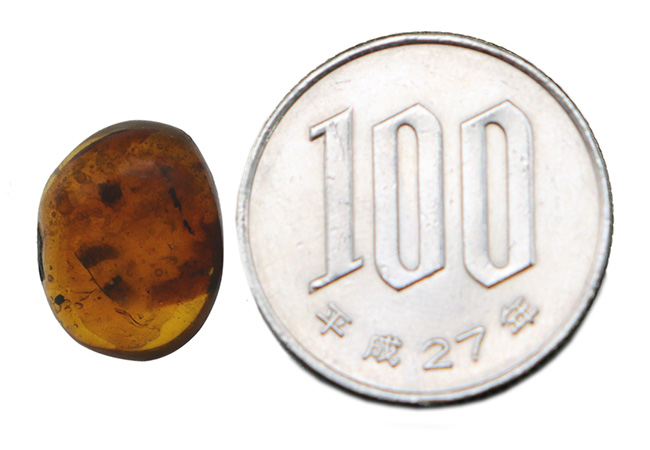 小さな玉に神秘とロマンが凝集!古代の虫の羽を内包したドミニカ産の琥珀(Amber)(その10)