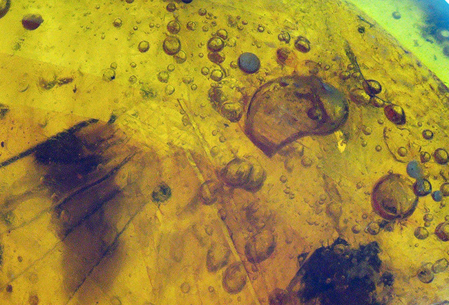 小さな玉に神秘とロマンが凝集!古代の虫の羽を内包したドミニカ産の琥珀(Amber)(その3)