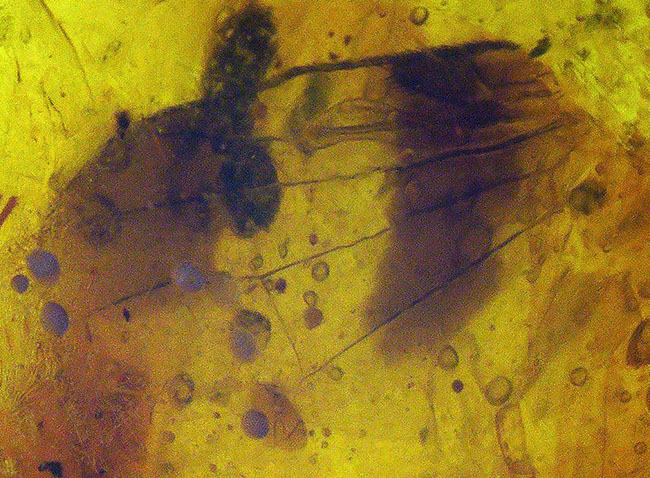 小さな玉に神秘とロマンが凝集!古代の虫の羽を内包したドミニカ産の琥珀(Amber)(その4)