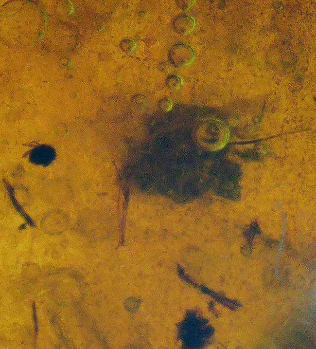 小さな玉に神秘とロマンが凝集!古代の虫の羽を内包したドミニカ産の琥珀(Amber)(その5)