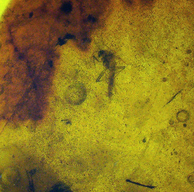 小さな玉に神秘とロマンが凝集!古代の虫の羽を内包したドミニカ産の琥珀(Amber)(その6)