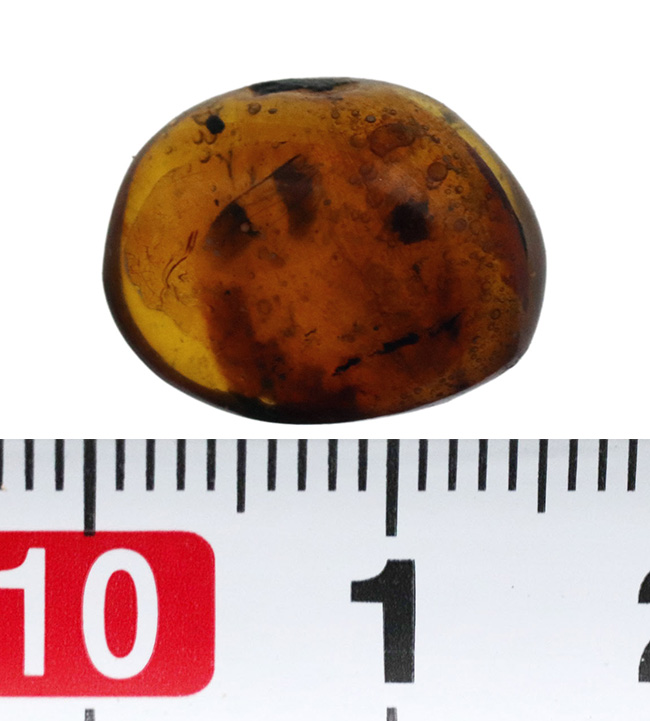小さな玉に神秘とロマンが凝集!古代の虫の羽を内包したドミニカ産の琥珀(Amber)(その9)