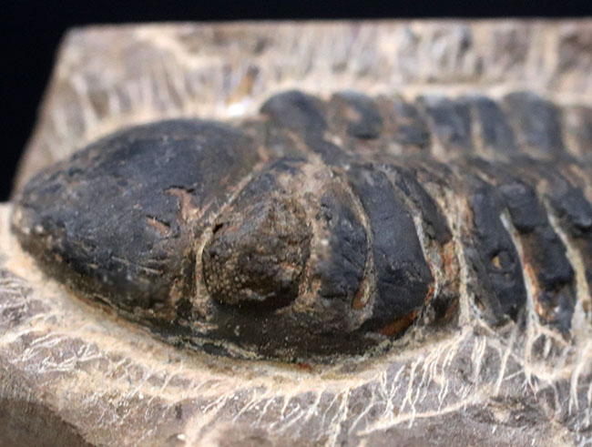 一方の側面だけ彫り出された面白い標本、モロッコ産のデボン紀の三葉虫、リードプス（Reedops）（その2）