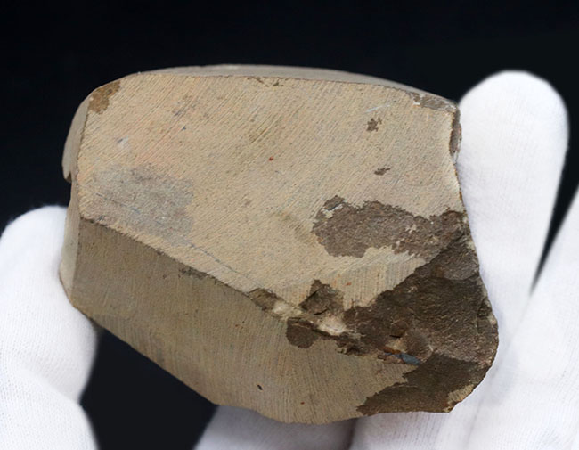 一方の側面だけ彫り出された面白い標本、モロッコ産のデボン紀の三葉虫、リードプス(Reedops)(その6)