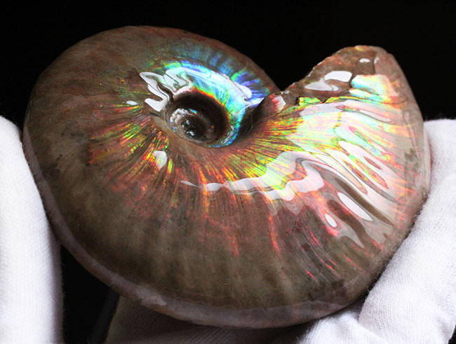 ブルーが踊る!厳選仕入れ品!マダガスカル産のイリデッセンス(iridescence)アンモナイト、クレオニセラス(Cleoniceras)(その12)