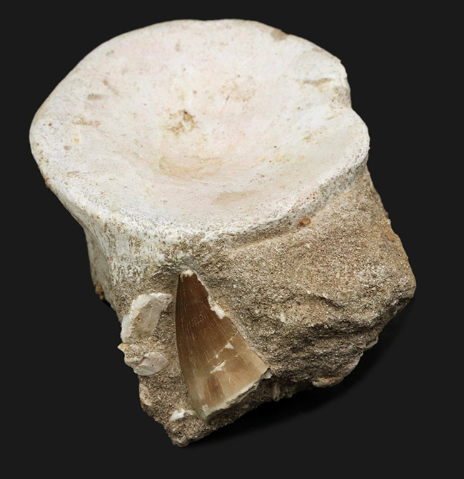 これはまさにロマンの塊！共食いの証拠？それとも…側面に埋まった歯