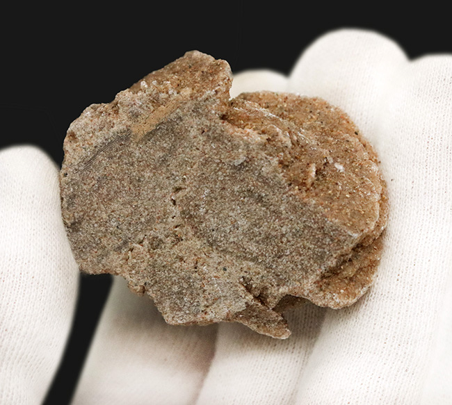 デスクや書斎にちょこっと置くのに最適。まさに花びら状に結晶成長した砂漠のバラ（Desert Rose）（その4）