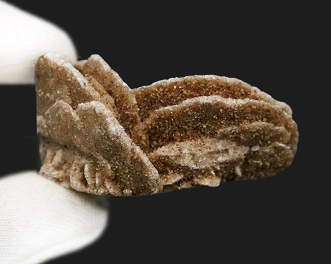 デスクや書斎にちょこっと置くのに最適。まさに花びら状に結晶成長した砂漠のバラ（Desert Rose）（その5）