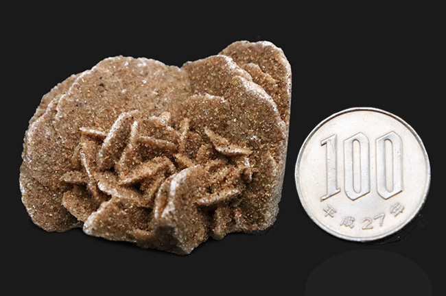 デスクや書斎にちょこっと置くのに最適。まさに花びら状に結晶成長した砂漠のバラ（Desert Rose）（その7）