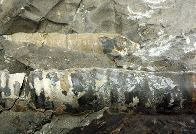 北海道を代表する異常巻きアンモナイトの一つ、ポリプチコセラス(Polyptychoceras sp.)。北海道三笠市幾春別産。(その5)