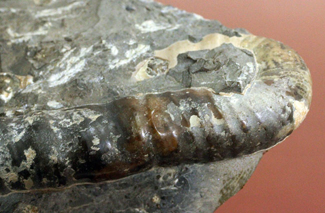 北海道を代表する異常巻きアンモナイトの一つ、ポリプチコセラス(Polyptychoceras sp.)。北海道三笠市幾春別産。(その6)