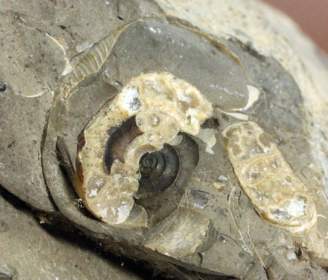 北海道を代表する異常巻きアンモナイトの一つ、ポリプチコセラス(Polyptychoceras sp.)。北海道三笠市幾春別産。(その9)