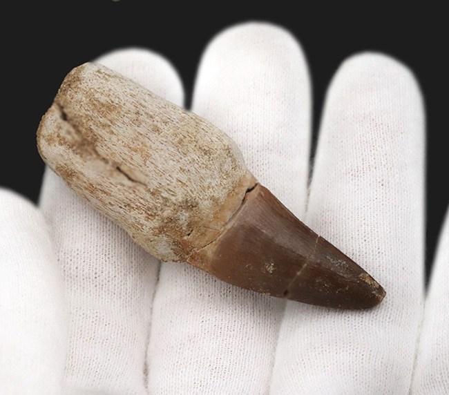 当初はクジラだと思われていた！？白亜紀後期の海生爬虫類