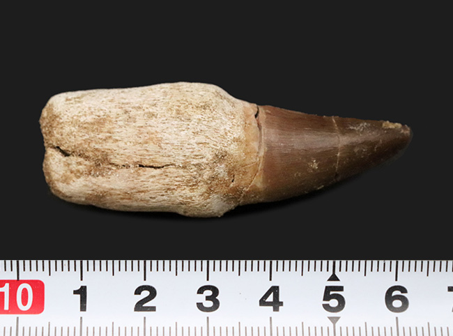 当初はクジラだと思われていた!?白亜紀後期の海生爬虫類、モササウルス(Mosasaurus)の歯根付きの歯化石(その6)