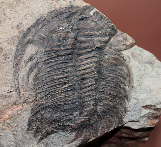 ナチュラルな産状。最も初期の三葉虫の一つ、レア種、パラドキシデスの部分化石(その1)