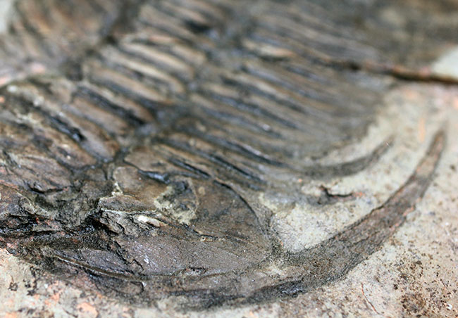 ナチュラルな産状。最も初期の三葉虫の一つ、レア種、パラドキシデスの部分化石（その11）
