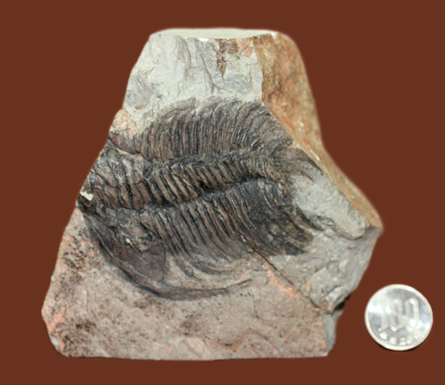 ナチュラルな産状。最も初期の三葉虫の一つ、レア種、パラドキシデスの部分化石（その12）