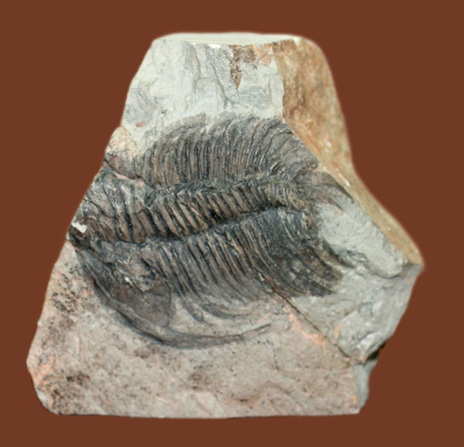 ナチュラルな産状。最も初期の三葉虫の一つ、レア種、パラドキシデスの部分化石（その2）