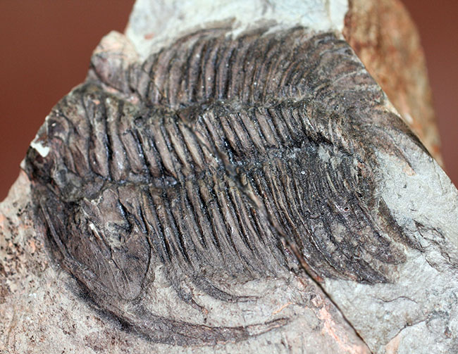 ナチュラルな産状。最も初期の三葉虫の一つ、レア種、パラドキシデスの部分化石(その3)