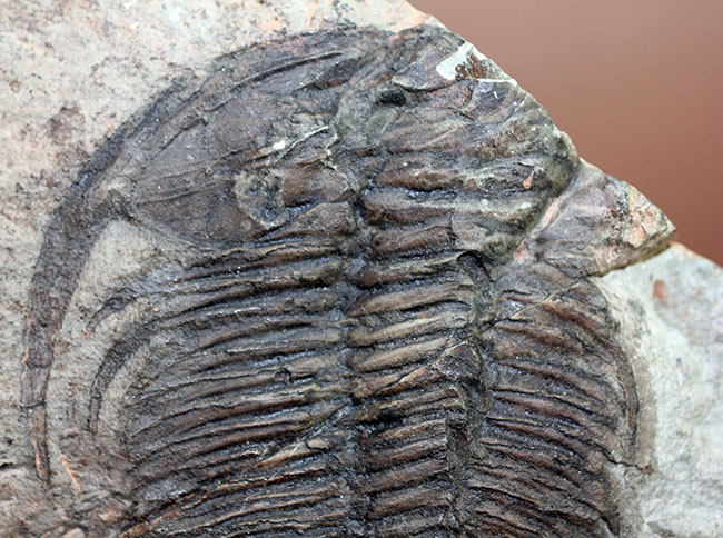 ナチュラルな産状。最も初期の三葉虫の一つ、レア種、パラドキシデスの部分化石（その4）