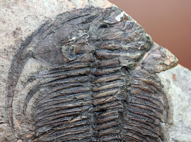 ナチュラルな産状。最も初期の三葉虫の一つ、レア種、パラドキシデスの部分化石(その4)