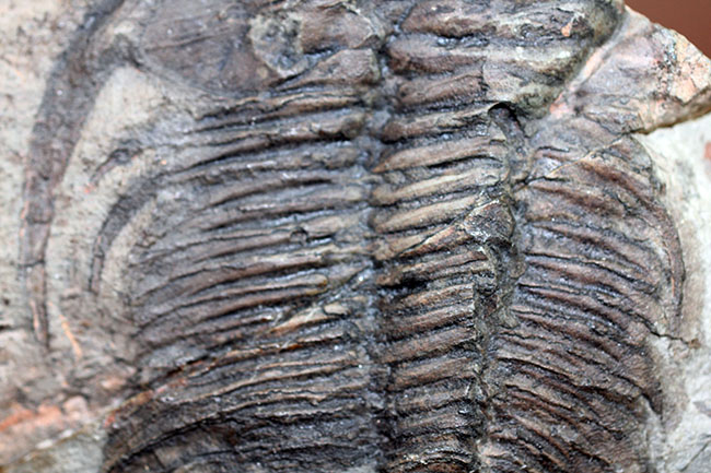 ナチュラルな産状。最も初期の三葉虫の一つ、レア種、パラドキシデスの部分化石（その5）