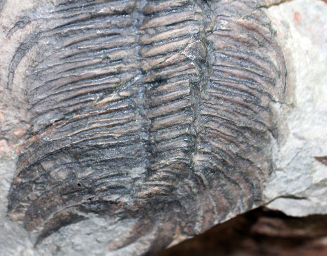 ナチュラルな産状。最も初期の三葉虫の一つ、レア種、パラドキシデスの部分化石（その6）