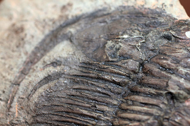 ナチュラルな産状。最も初期の三葉虫の一つ、レア種、パラドキシデスの部分化石(その7)