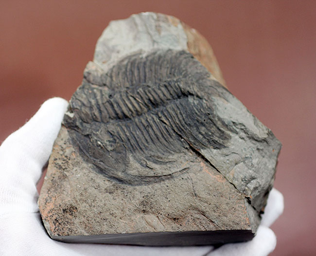 ナチュラルな産状。最も初期の三葉虫の一つ、レア種、パラドキシデスの部分化石（その8）