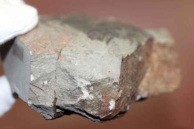 ナチュラルな産状。最も初期の三葉虫の一つ、レア種、パラドキシデスの部分化石（その9）