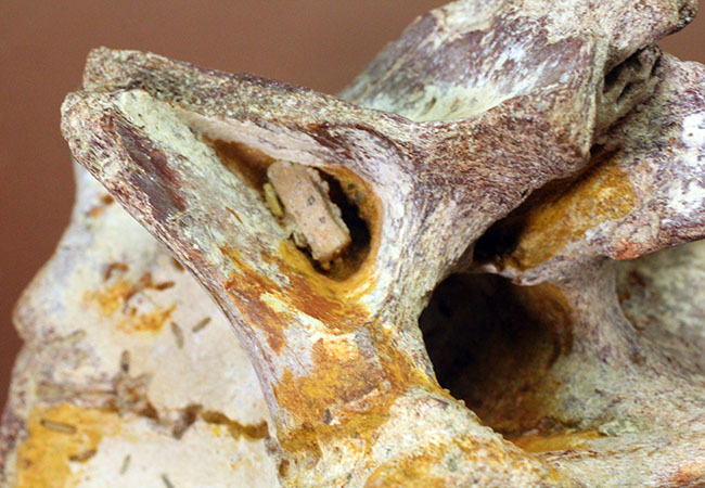 ベリーレア！末永く大切にしてくださる方限定でお願いします。論文の材料の役目を終えた希少なスピノサウルス（Spinosaurus aegyptiacus）の脊椎骨。論文とともにその特徴を確認できます。（その13）
