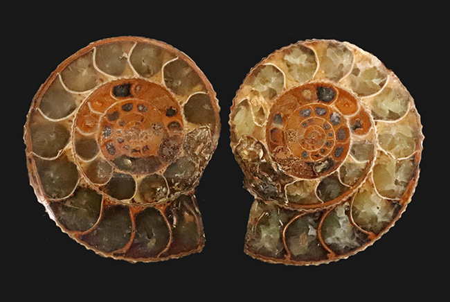 中身拝見!珍しいペリスフィンクテス(Perisphinctes)のハーフカット標本(その1)