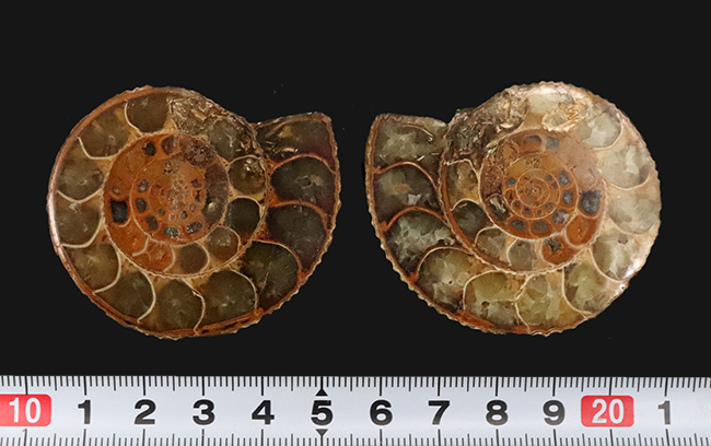 中身拝見!珍しいペリスフィンクテス(Perisphinctes)のハーフカット標本(その10)