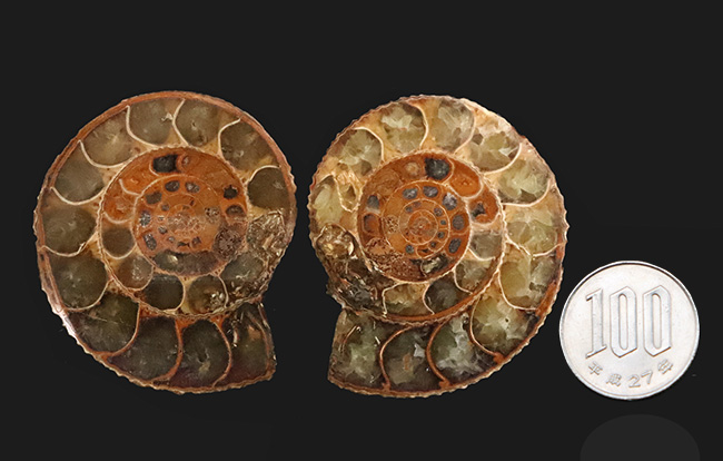 中身拝見!珍しいペリスフィンクテス(Perisphinctes)のハーフカット標本(その11)