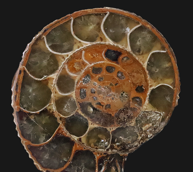 中身拝見!珍しいペリスフィンクテス(Perisphinctes)のハーフカット標本(その3)
