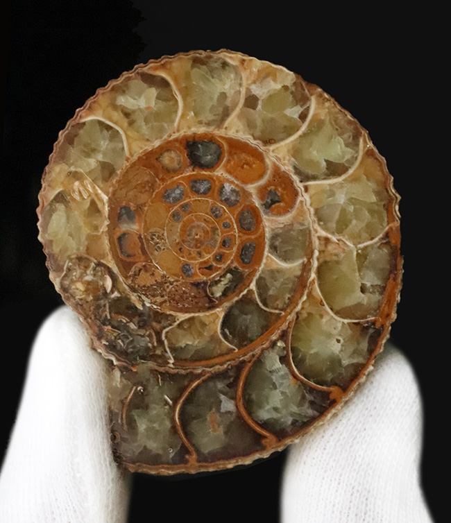 中身拝見!珍しいペリスフィンクテス(Perisphinctes)のハーフカット標本(その4)