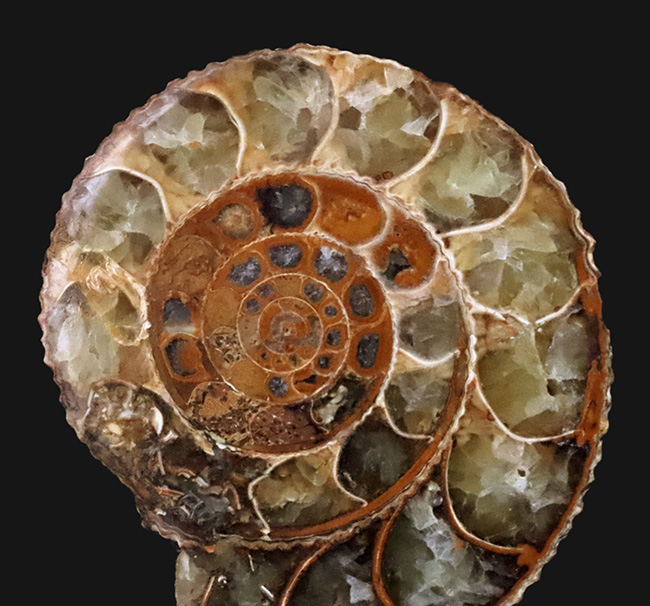 中身拝見!珍しいペリスフィンクテス(Perisphinctes)のハーフカット標本(その5)