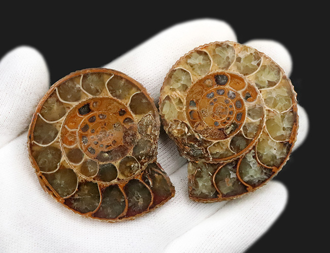中身拝見!珍しいペリスフィンクテス(Perisphinctes)のハーフカット標本(その6)