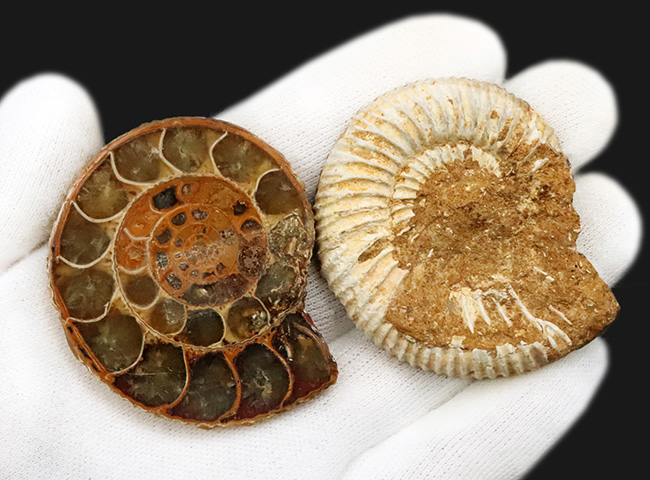 中身拝見!珍しいペリスフィンクテス(Perisphinctes)のハーフカット標本(その7)