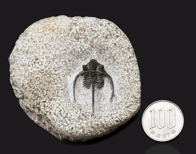 ３本の大きなトゲで有名な、モロッコ産の三葉虫、キファスピス（Cyphaspis）の化石。母岩が台座の役割を果たします（その11）