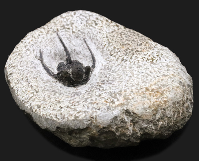 ３本の大きなトゲで有名な、モロッコ産の三葉虫、キファスピス（Cyphaspis）の化石。母岩が台座の役割を果たします（その2）