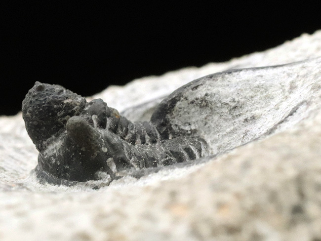 ３本の大きなトゲで有名な、モロッコ産の三葉虫、キファスピス（Cyphaspis）の化石。母岩が台座の役割を果たします（その5）
