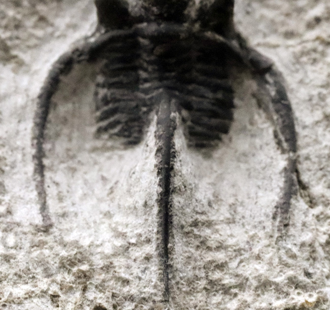 ３本の大きなトゲで有名な、モロッコ産の三葉虫、キファスピス（Cyphaspis）の化石。母岩が台座の役割を果たします（その9）