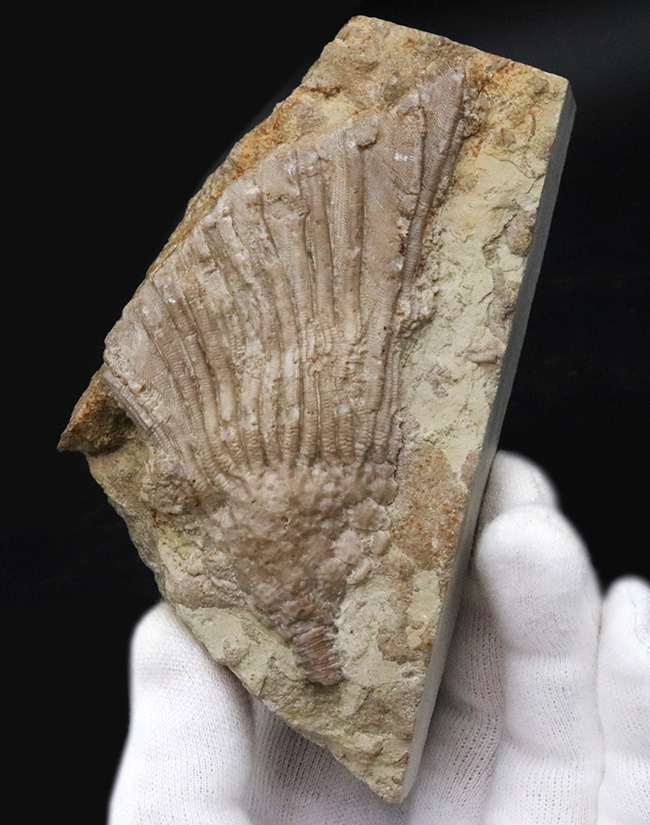 珍しいアイオワ州産標本、触手の保存状態をご覧あれ！希少なウミユリ、カクトクリヌス・インペラーター（Cactocrinus imperator Laudon）の上質化石（その1）