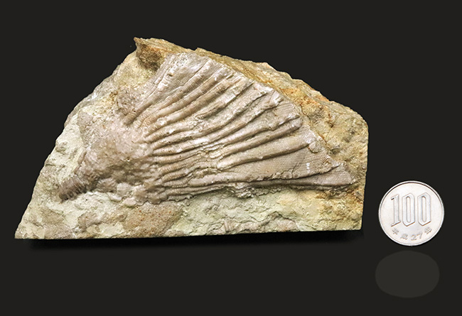 珍しいアイオワ州産標本、触手の保存状態をご覧あれ！希少なウミユリ、カクトクリヌス・インペラーター（Cactocrinus imperator Laudon）の上質化石（その10）