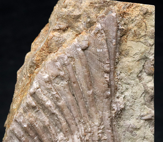 珍しいアイオワ州産標本、触手の保存状態をご覧あれ！希少なウミユリ、カクトクリヌス・インペラーター（Cactocrinus imperator Laudon）の上質化石（その2）