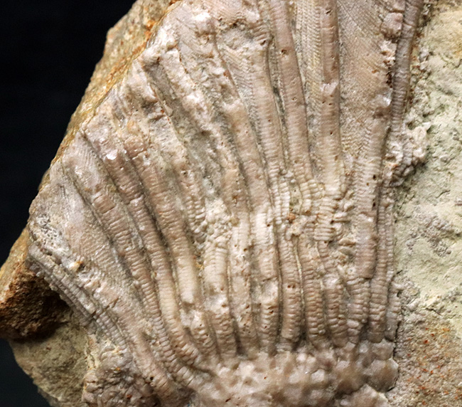 珍しいアイオワ州産標本、触手の保存状態をご覧あれ！希少なウミユリ、カクトクリヌス・インペラーター（Cactocrinus imperator Laudon）の上質化石（その3）