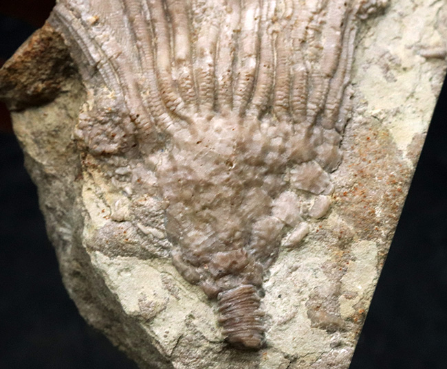 珍しいアイオワ州産標本、触手の保存状態をご覧あれ！希少なウミユリ、カクトクリヌス・インペラーター（Cactocrinus imperator Laudon）の上質化石（その4）